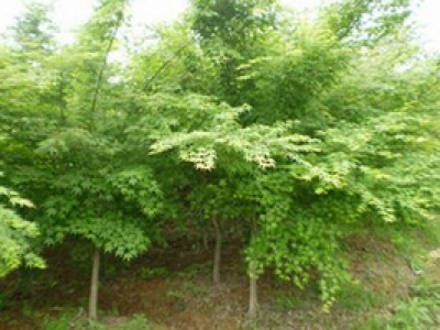 55